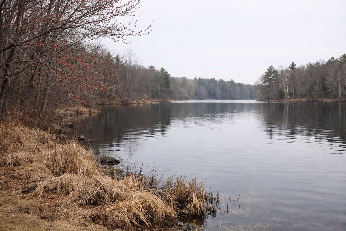 A calm lake shore in early spring with maples just budding
