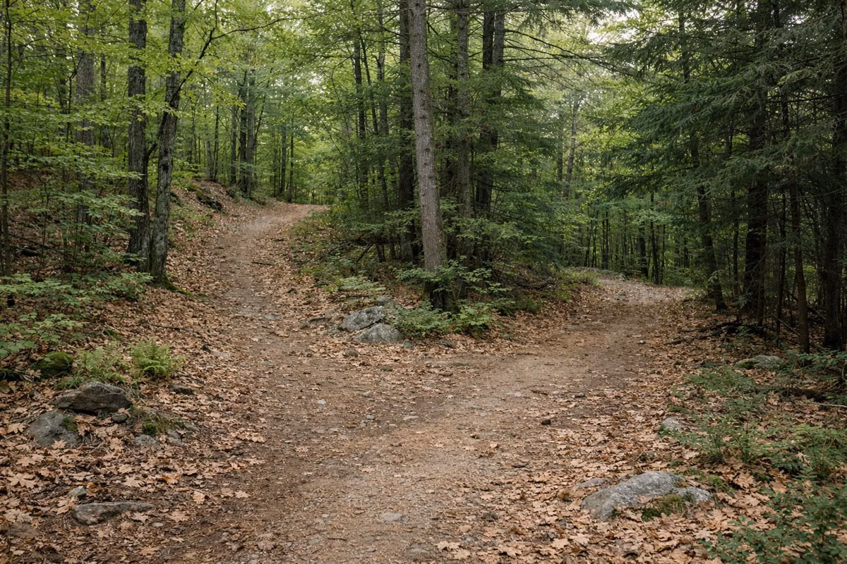 A fork in a leaf-covered forest footpath